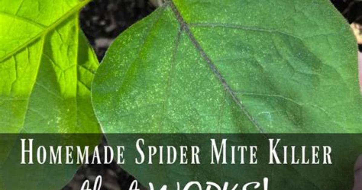 Does Sulfur Kill Spider Mites