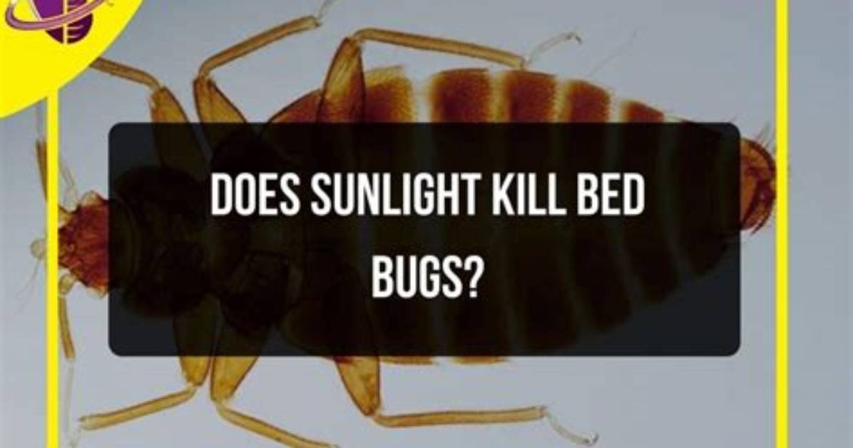 Does Sunlight Kill Bed Bugs?