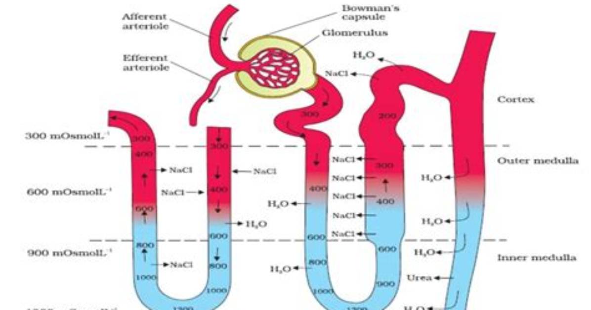Does Sweat Get Reabsorbed?