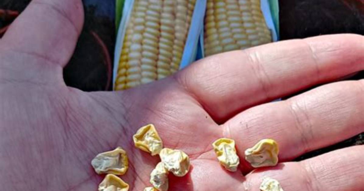 Does Sweetcorn Like Manure