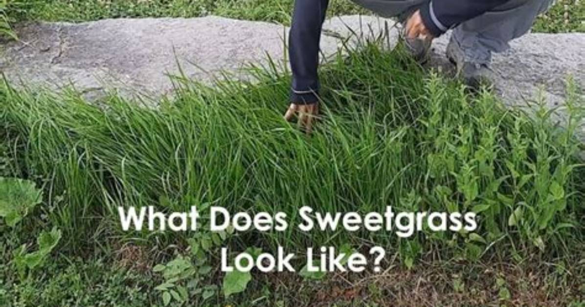 Does Sweetgrass Grow Wild