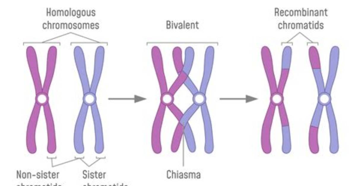 Does Synapsis Form Bivalents?
