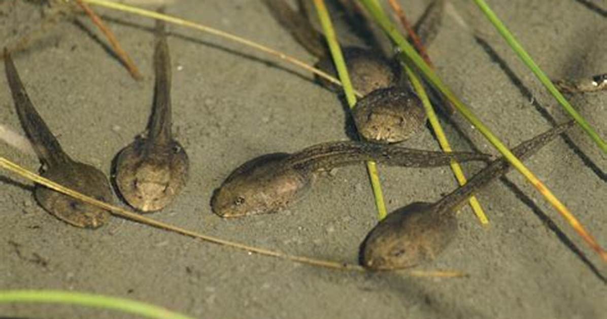 Does Tadpoles Have Spiracles?