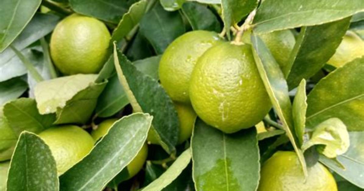 Does Tahitian Lime Have Thorns?