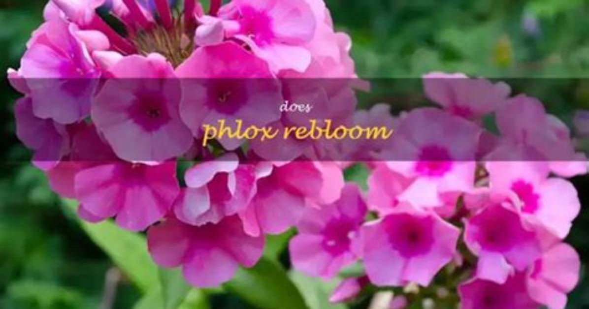 Does Tall Phlox Rebloom