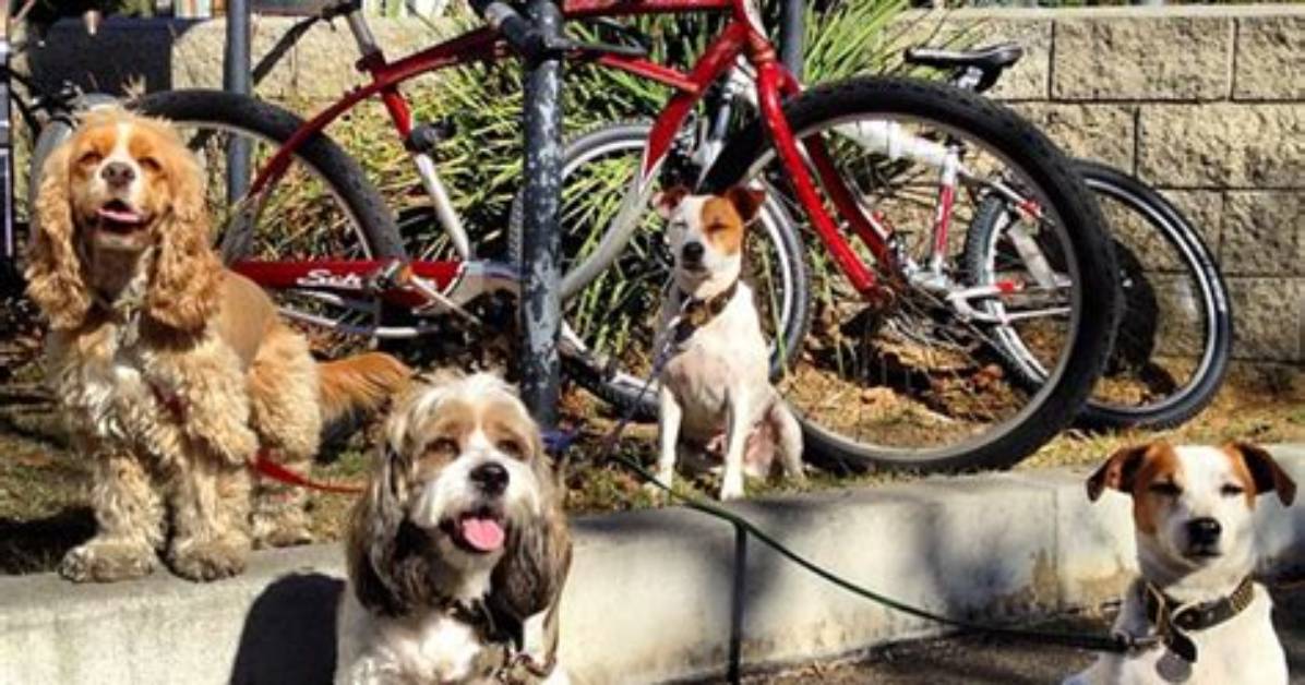 Does Temescal Allow Dogs?