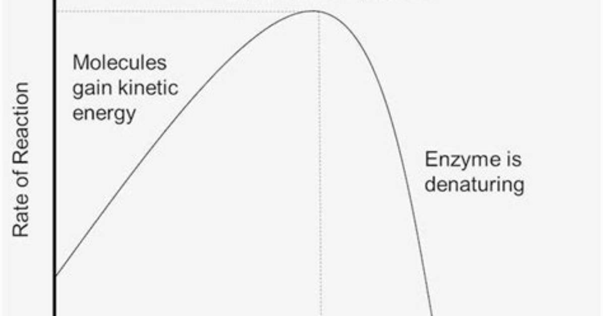 Does Temperature Affect Enzymatic Activity?