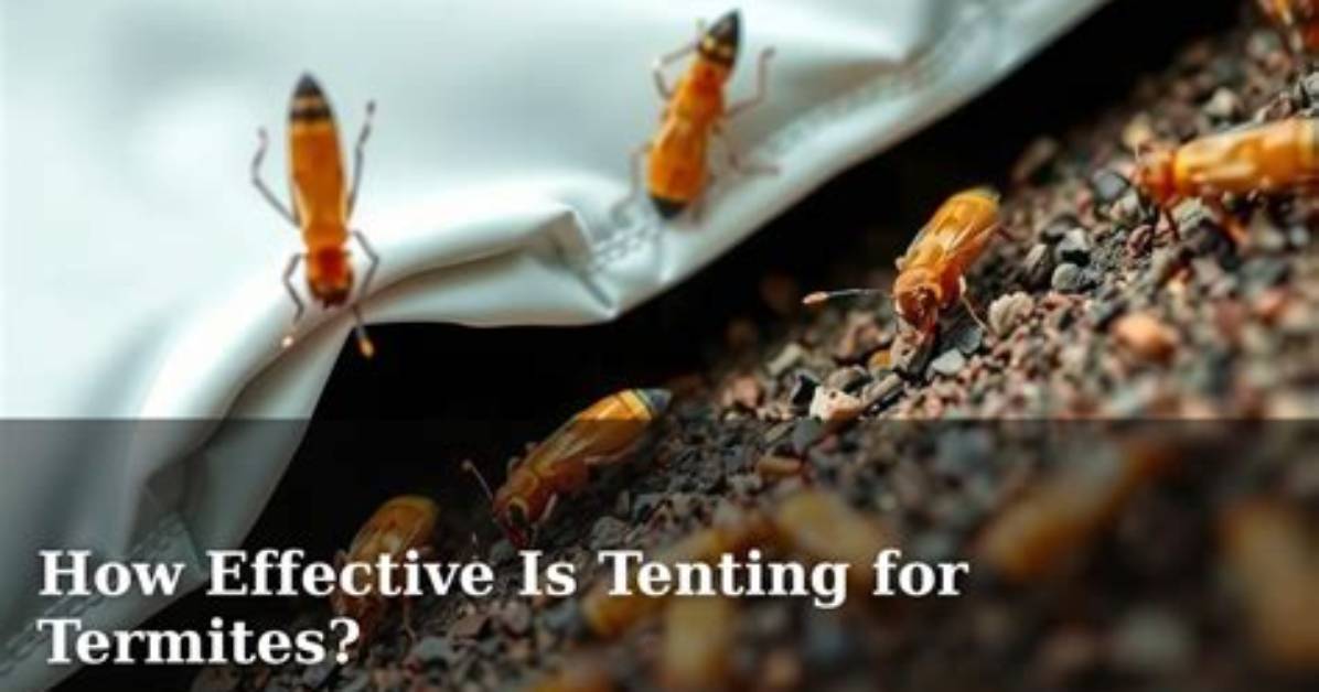 Does Tenting Kill Formosan Termites?