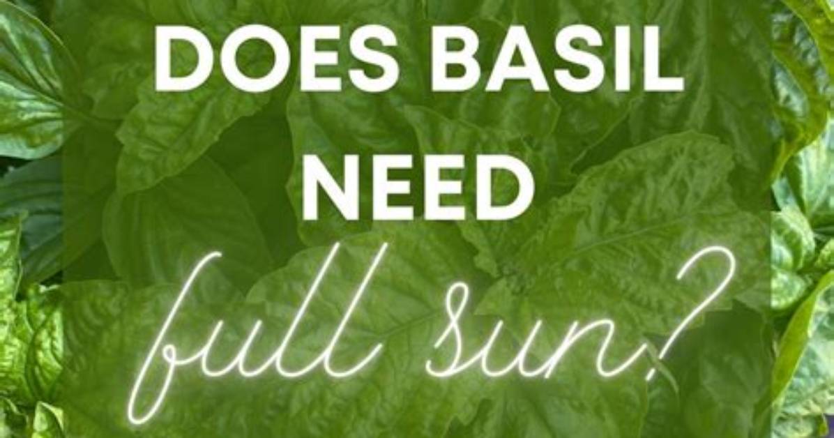 Does Thai Basil Need Full Sun