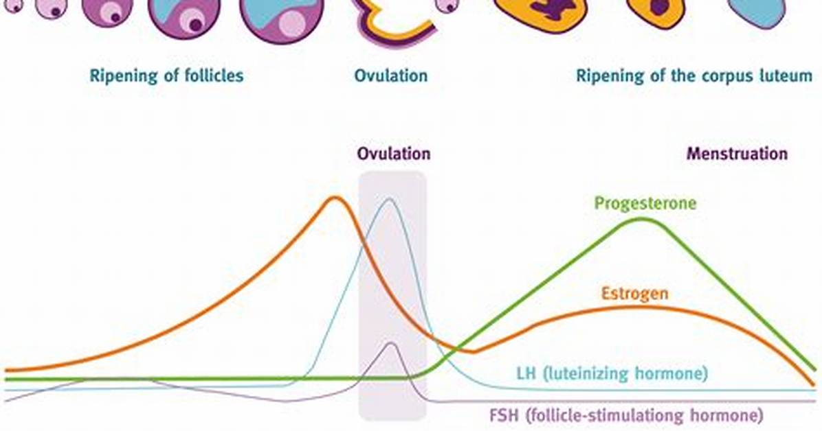 Does Thalassemia Affect Your Menstrual Cycle?