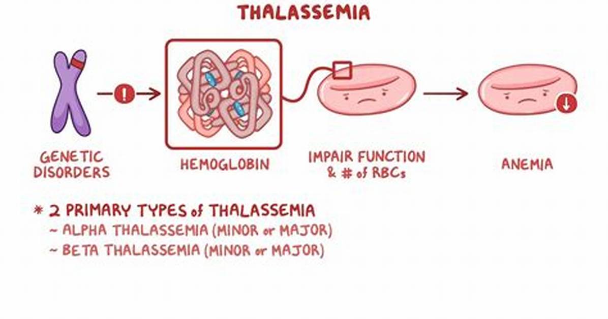 Does Thalassemia Minor Affect Immune System?
