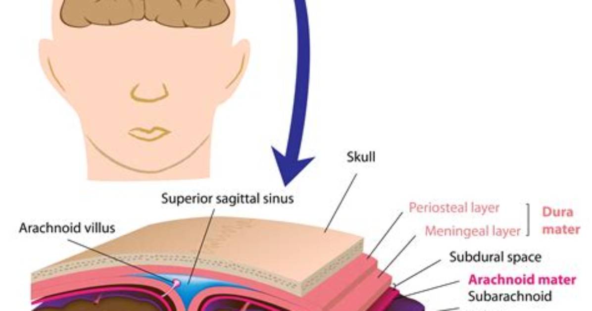 Does the Arachnoid Membrane Protect the Brain