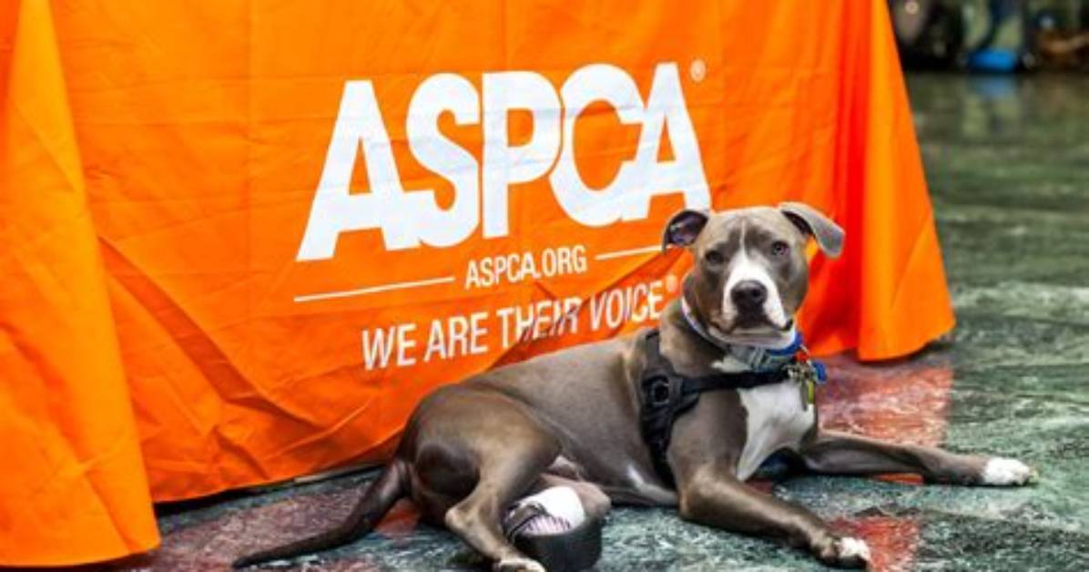 Does the Aspca Pay Well