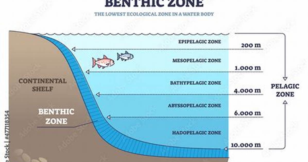 Does the Benthic Zone Receive Sunlight?