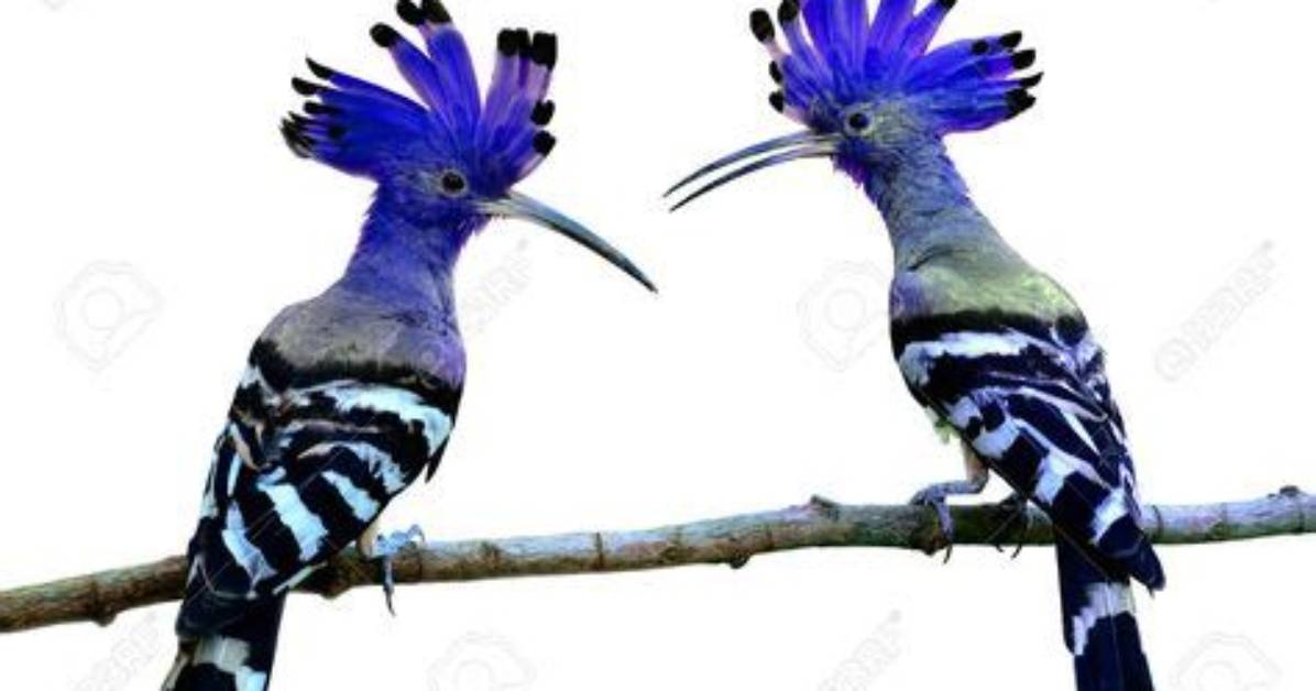 Does the Blue Crested Hoopoe Exist?