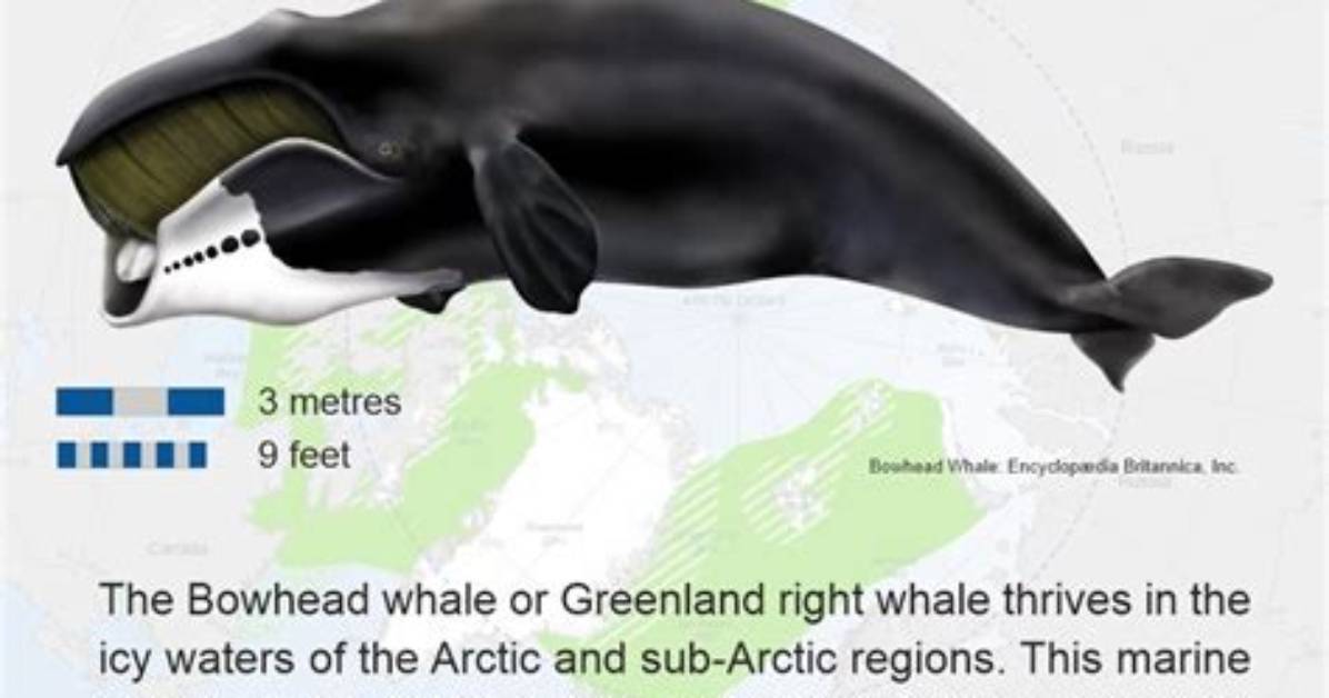 Does the Bowhead Have Any Predators?
