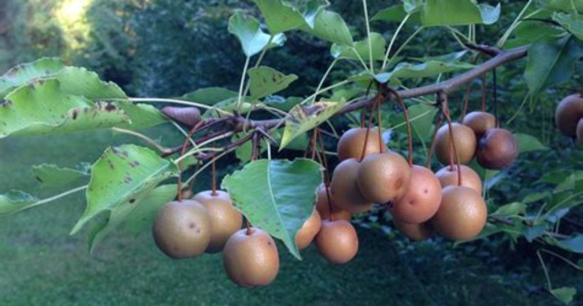 Does the Callery Pear Bear Fruit?