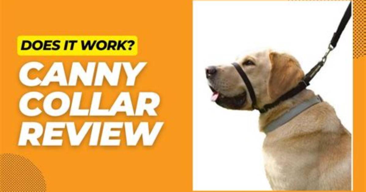 Does the Canny Collar Work?