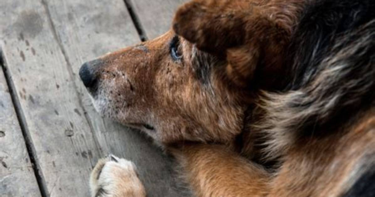 Does the Dog Die in Widows?