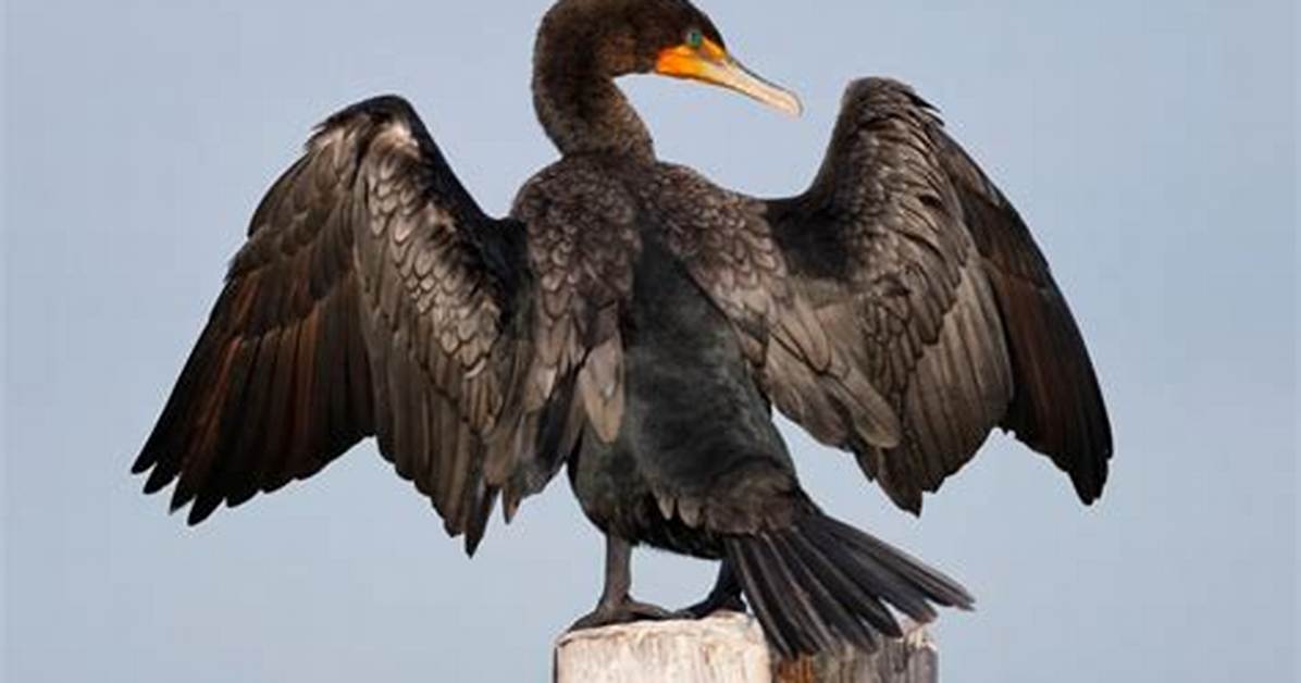 Does the Double-Crested Cormorant Live in Groups?