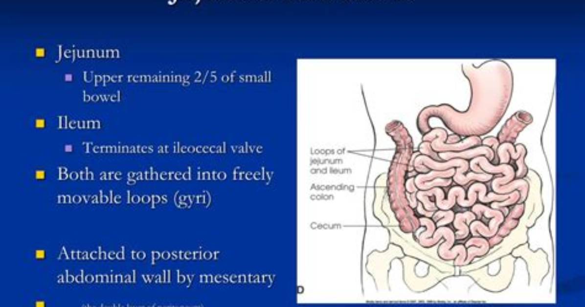 Does the Duodenum Come Before the Jejunum?