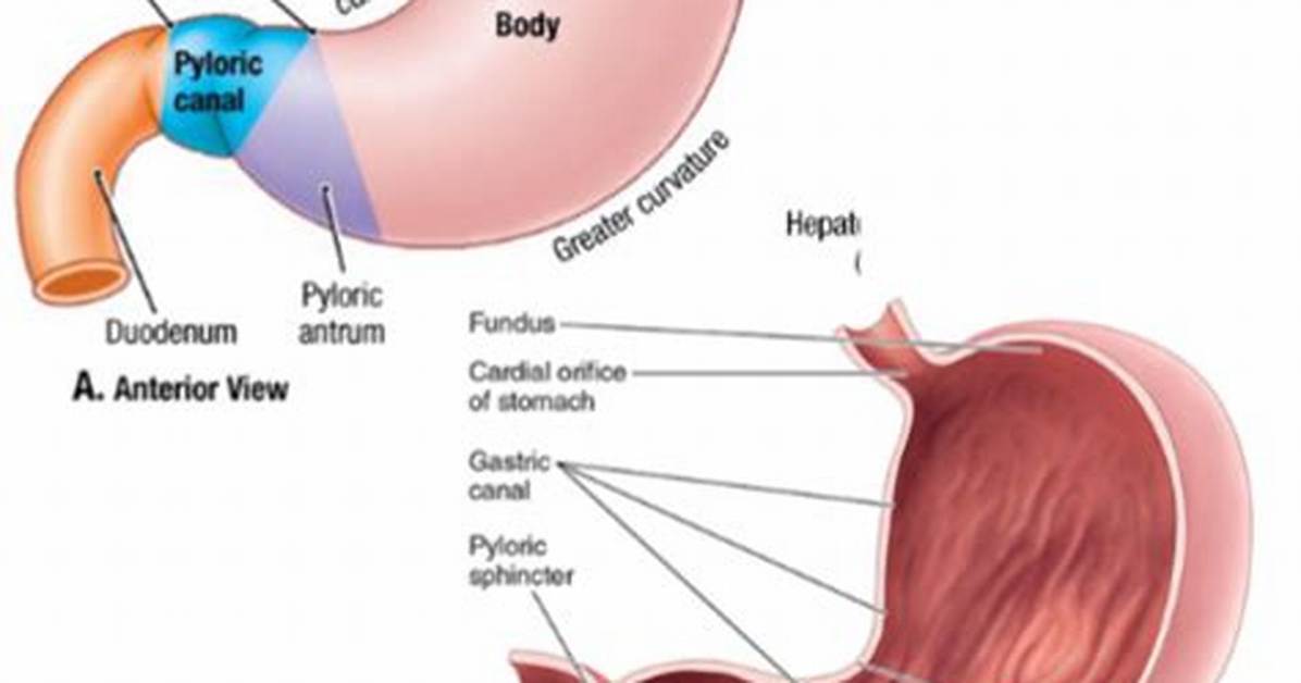 Does the Duodenum Have Rugae?