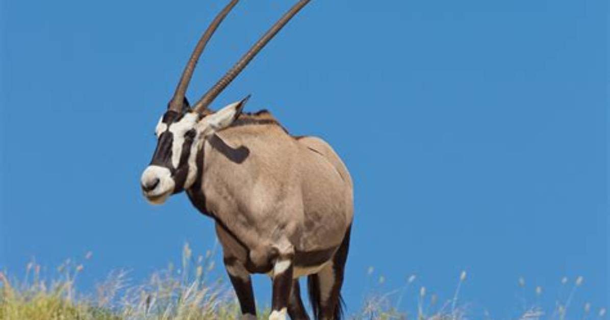 Does the Gemsbok Migrate?