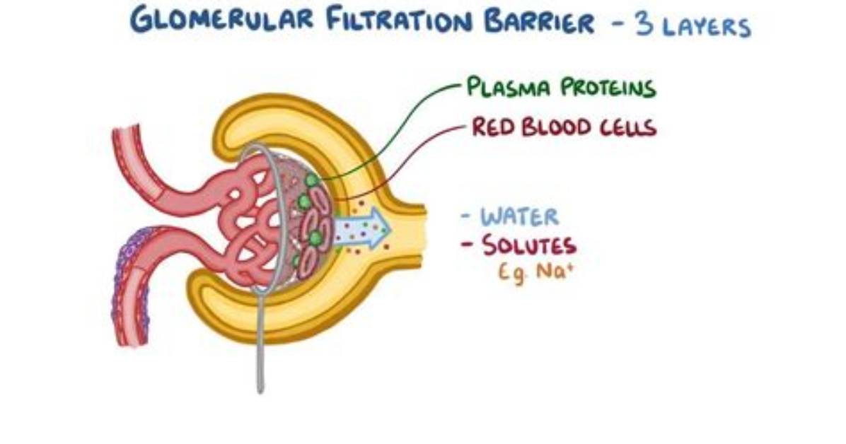 Does the Glomeruli Filter Protein?