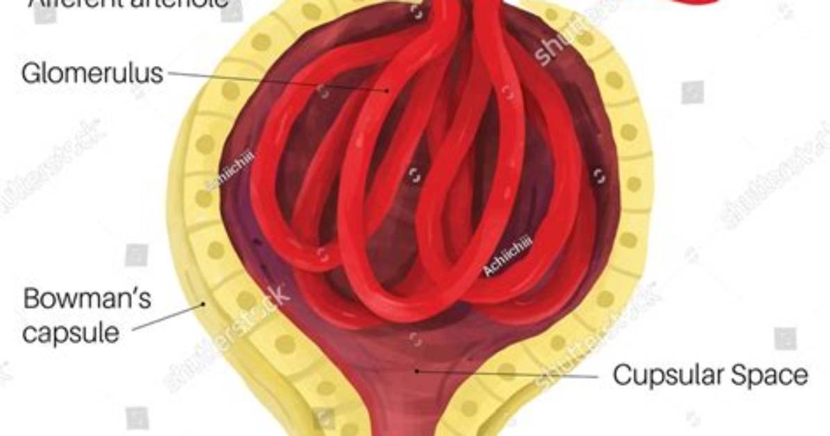 Does the Glomerulus Filter Red Blood Cells?