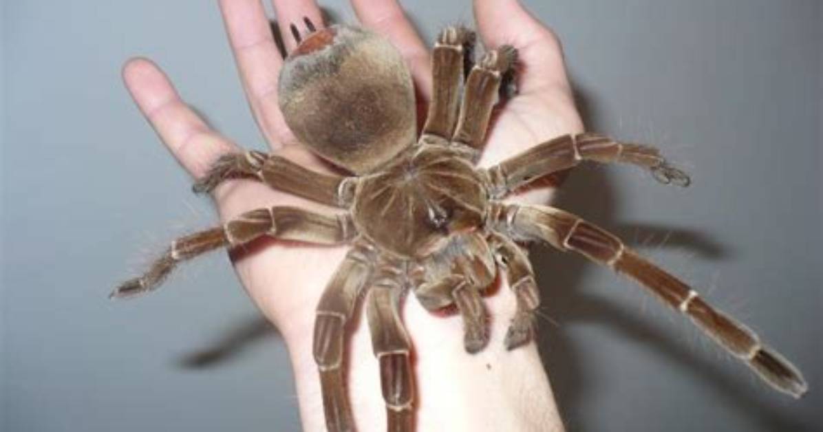 Does the Goliath Birdeater Bite Humans?