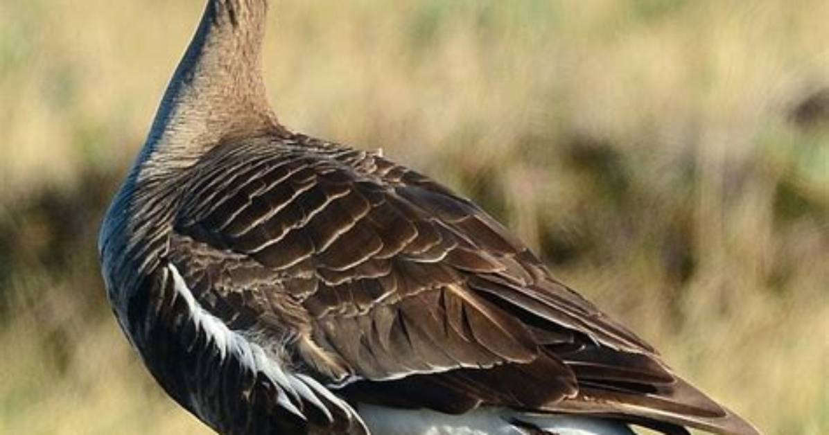 Does the Greater White-Fronted Goose Migrate?