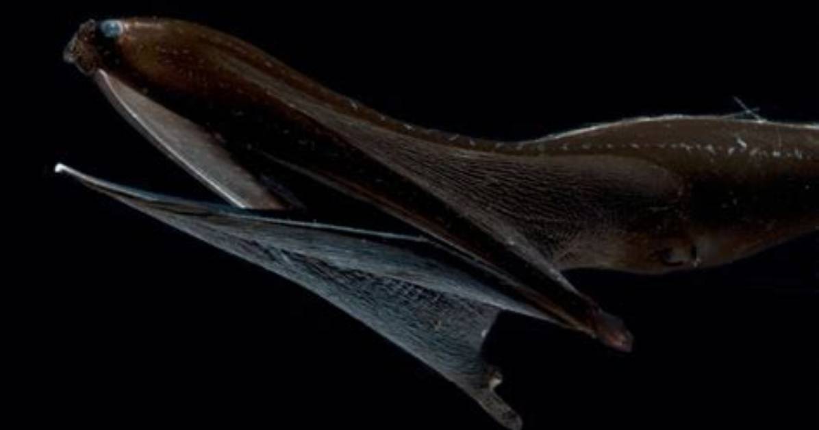 Does the Gulper Eel Have Any Predators?
