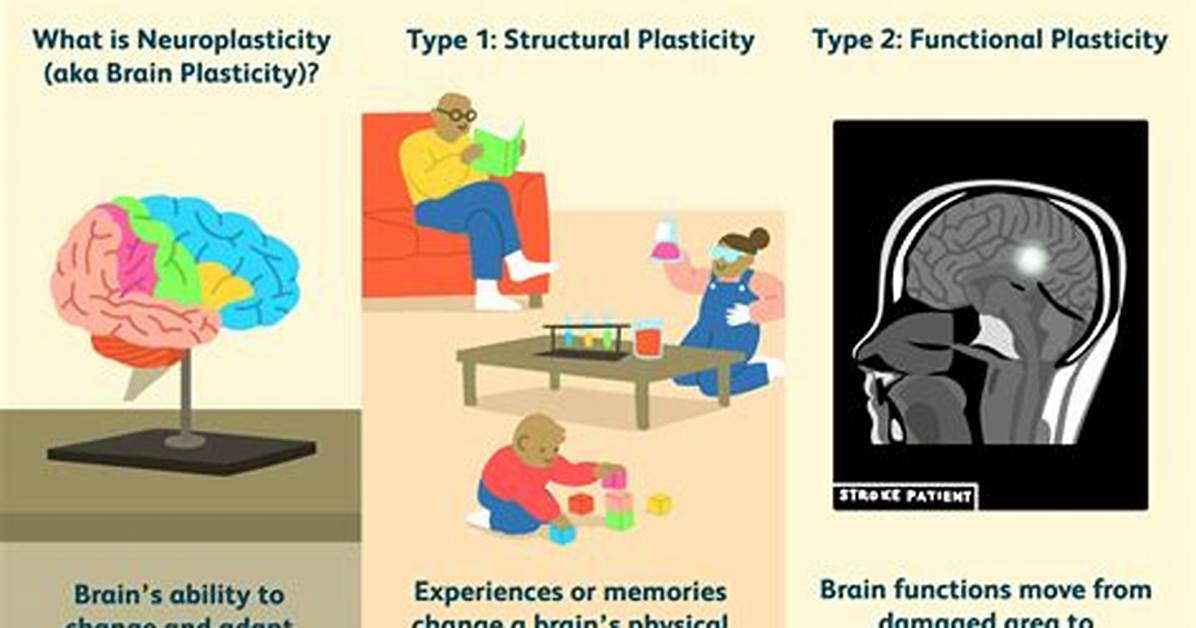Does the Human Brain Show Plasticity When Damaged?
