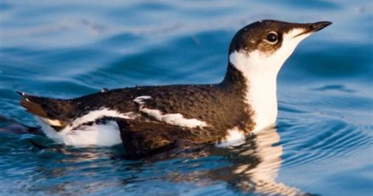 Does the Marbled Murrelet Migrate?