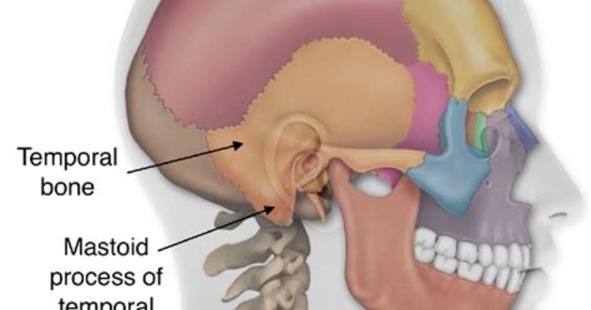 Does the Mastoid Stick out?