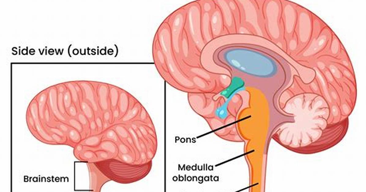 Does the Medulla Oblongata Control Anger?