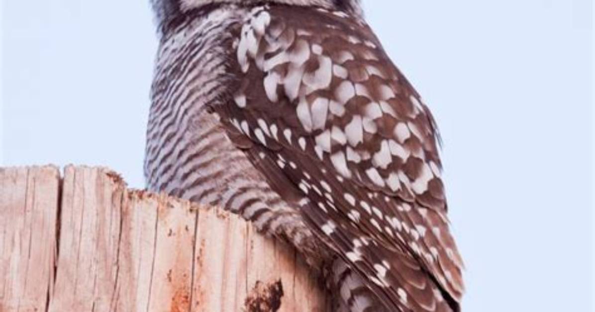 Does the Northern Hawk Owl Have Predators?