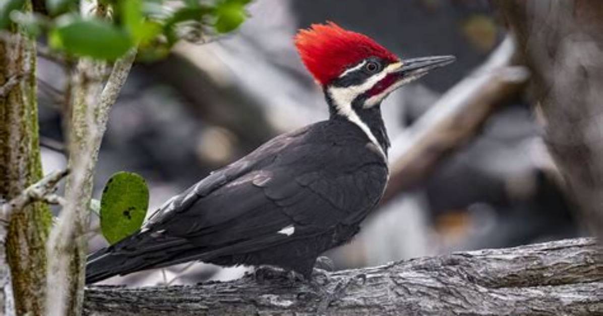 Does the Pileated Woodpecker Migrate?
