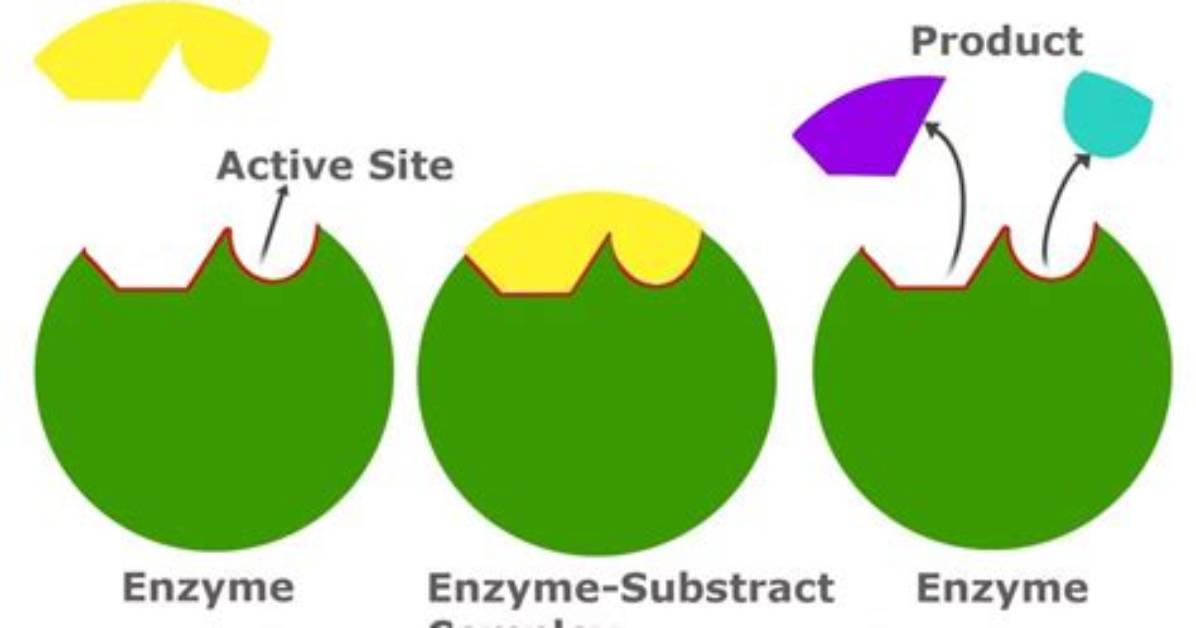 Does the Reaction Stop When All Substrates Are Used?