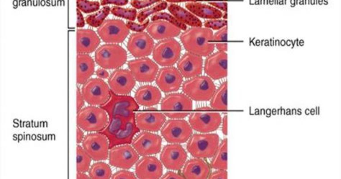 Does the Stratum Basale Produce Stem Cells?