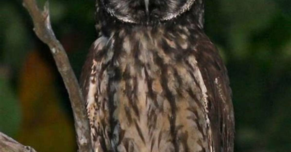 Does the Stygian Owl Have Red Eyes?