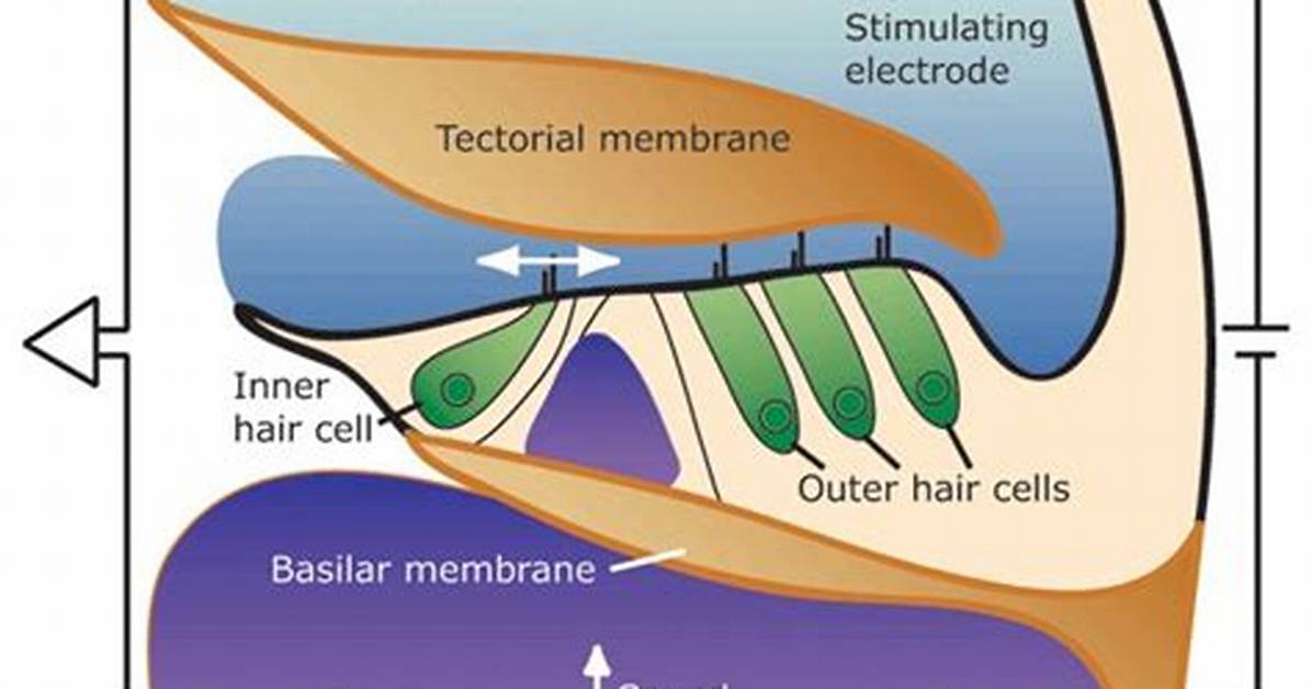 Does the Tectorial Membrane Vibrate