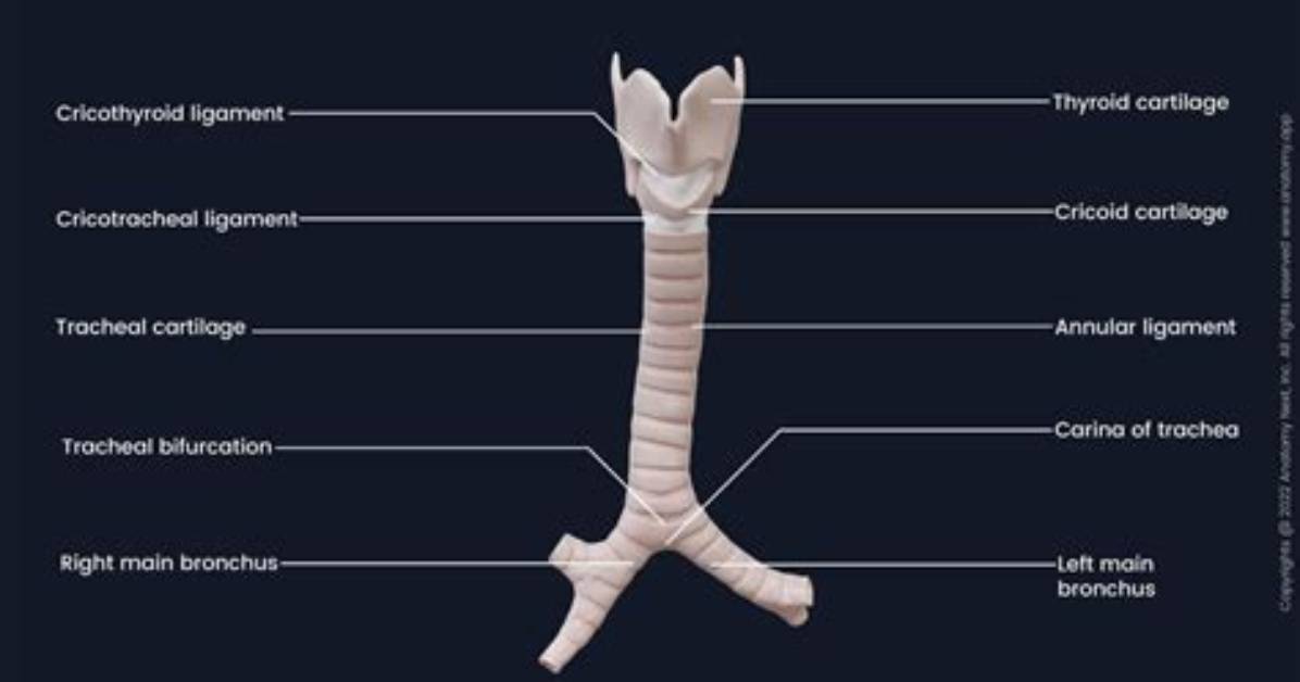 Does the Trachea Bifurcates at the Sternal Angle?