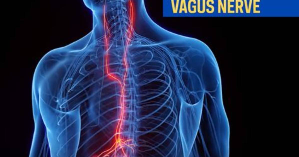 Does the Vagus Nerve Control Salivation?