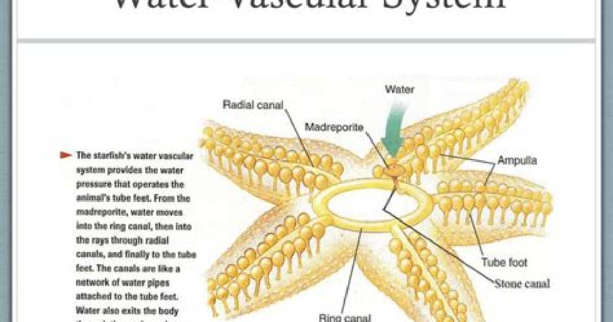 Does the Water Vascular System Work?