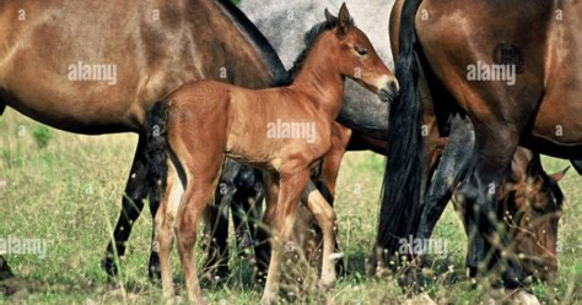Does Thoroughbred Mean Purebred?