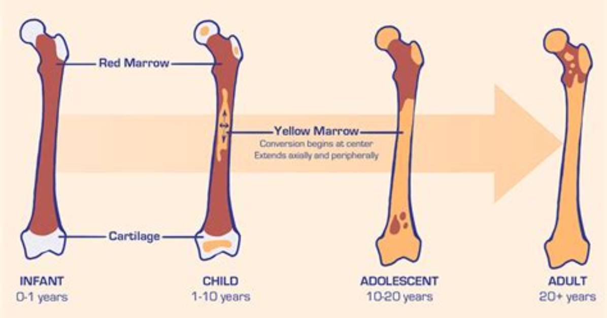 Does Tibia Have Bone Marrow?