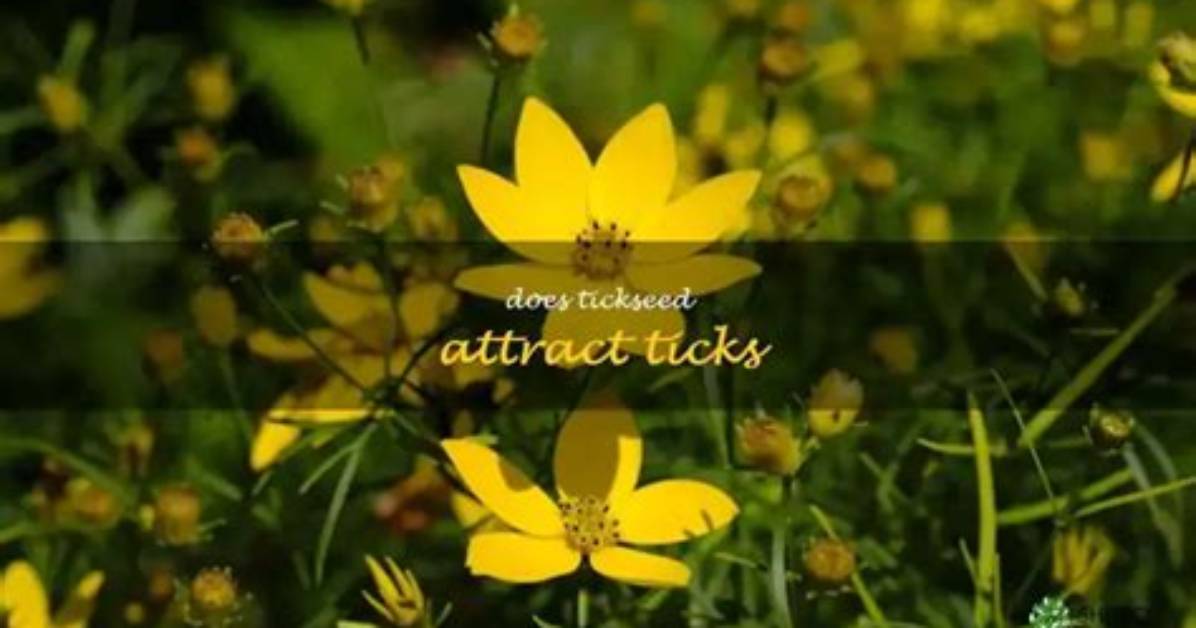 Does Tickseed Attract Ticks?