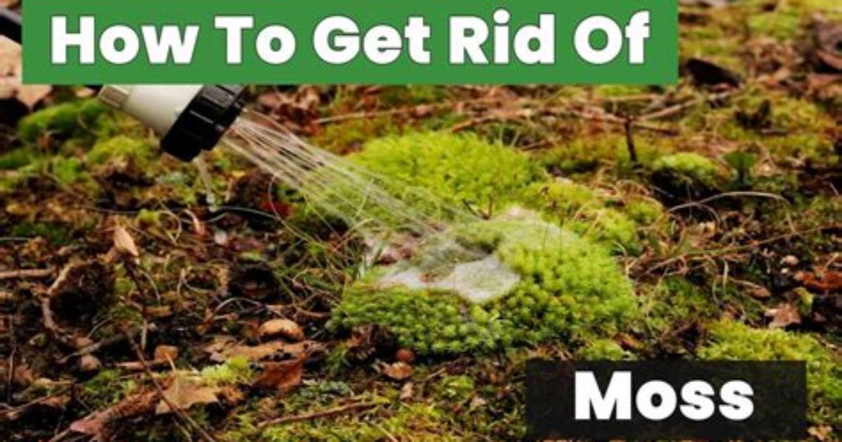 Does Tide Kill Moss