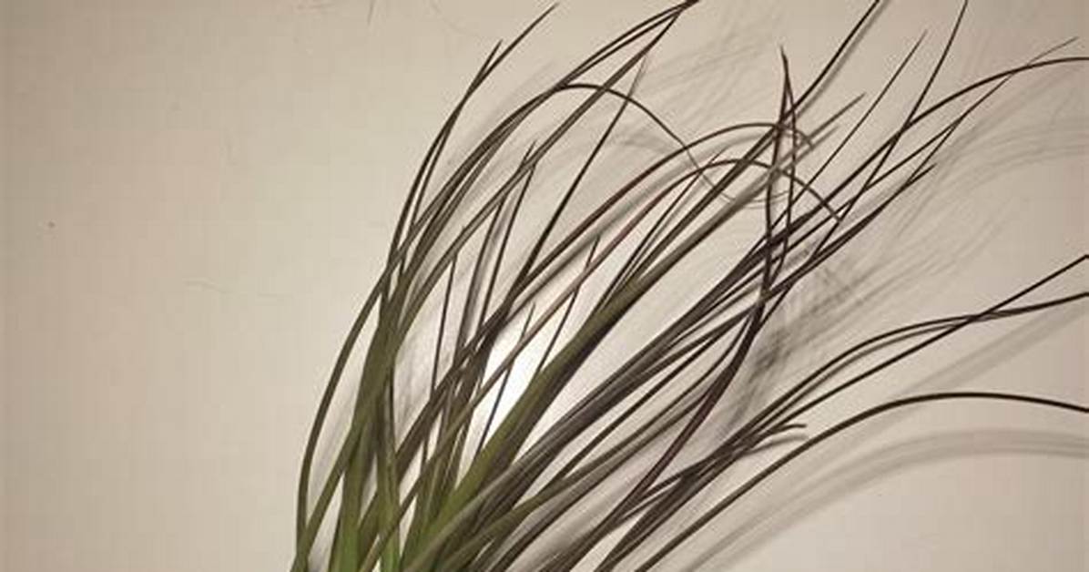 Does Tillandsia Need Water?